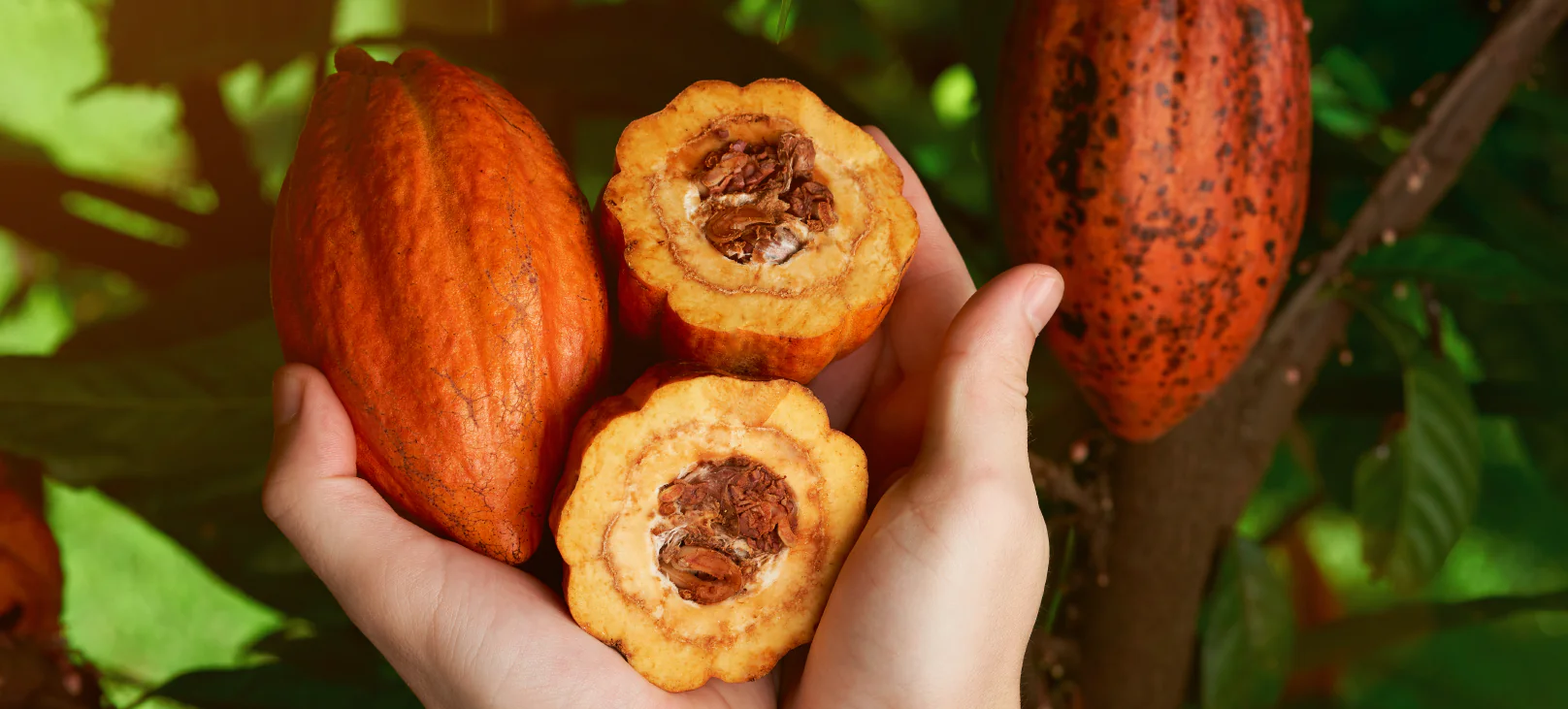 Artigo Exportacao cacau alimentos e bebidas 01 1